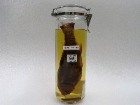 藏品(白鰱)的圖片